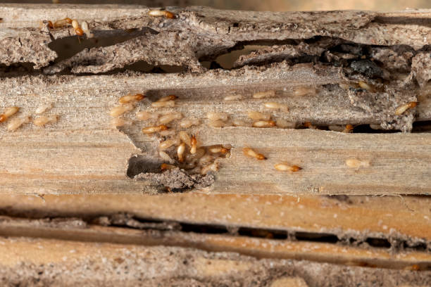 Best Best Pest Control Companies  in Prospect Rk, PA