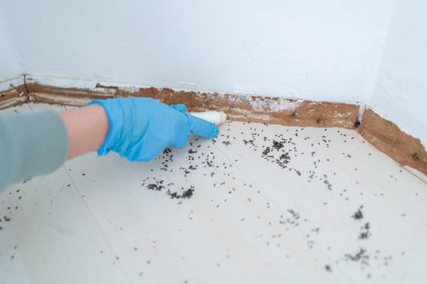 Best Termite Control Services  in Prospect Rk, PA